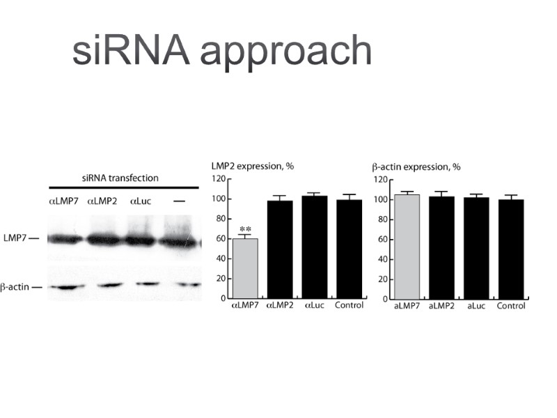 siRNA approach